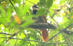 White-bearded Antshrike - Biatas nigropectus - Intervales, Brazil (Medium).JPG