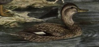 gadwall,female.jpg