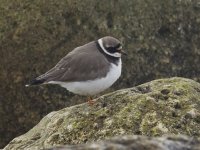 Ringed Plover_G9A9347.jpg