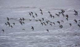 Sanderling_G9A9385.jpg