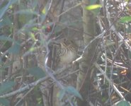 Henslow's Sparrow.jpg