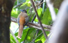 Cinnamon-rumped Trogon - internet.jpg