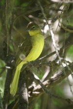 maybe Mountain Yellow Warbler.jpg