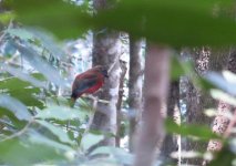 trogon sp - internet.jpg