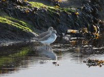 dunlin.JPG