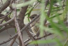 IMG_2190 Dusky Warbler @ RDBT.jpg