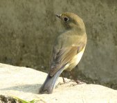 IMG_2217 BF Bluetail @ RDBT.jpg