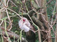 Arctic Redpoll (4).jpg