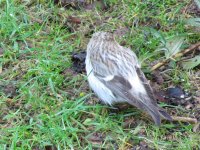 Arctic Redpoll (7).jpg