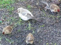 Arctic Redpoll (8).jpg