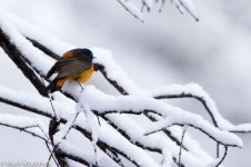 IMG_2013-04-24_8483_Blue-fronted Redstart_Balang.jpg