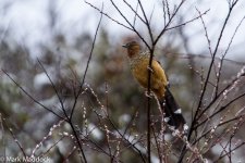 IMG_2013-04-24_8511_Giant Laughingthrush_Balang.jpg