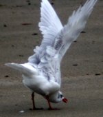 med gull templetwon sept 06.jpg