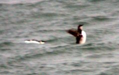 guillemot wt juv sept 06jpg.jpg