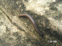 millipede.JPG