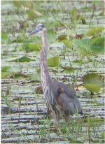 heron2.jpg