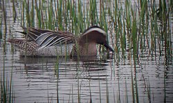 garganey1.JPG