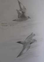 Bonxie Sketches.jpg