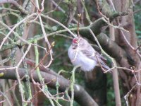 Arctic Redpoll (3).jpg