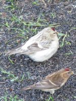 Arctic Redpoll (20).jpg