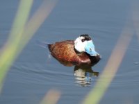 50 a Oxyura leucocephala, Malvasía cabeciblanca Macho, verano), White-headed Duck (male, summer).JPG