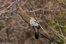 IMG_2013-04-26_9016_Pere David's Laughingthrush_Monastery_Barkam to Hongyuan.jpg