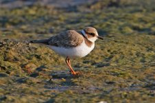 2013_08_19 (18)_Little_Ringed_Plover (800x533).jpg