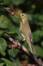 2013_08_26 (7) Willow_Warbler (533x800).jpg