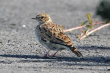 2013_09_20 (7)_Woodlark (800x533).jpg