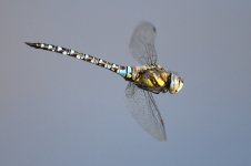 2013_09_24_Migrant_Hawker (4) (800x533).jpg