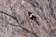 IMG_2013-04-26_9146_Kessler's Thrush_Barkam to Hongyuan.jpg