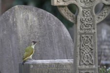 2013_10_06 (26)_Green_Woodpecker (800x533).jpg