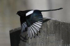 2013_10_06 (28)_Magpie (800x533).jpg