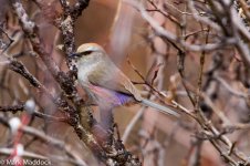 IMG_2013-04-26_9193_White-browed Tit-Warbler_Barkam to Hongyuan.jpg