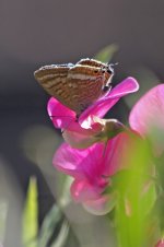 2013_10_08 (3)_Long_tailed_Blue (533x800).jpg