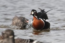 2013_10_14 (20)_Red_breasted_Goose (800x533).jpg