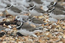 2013_10_20_Semipalmated_Plover (18) (800x533).jpg