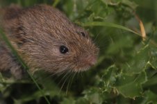 2013_10_26 (2)_Field_Vole (800x533).jpg