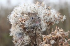 2013_10_26 (15)_Field_Vole (800x533).jpg