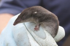 2013_10_26 (17)_Water_Shrew (800x533).jpg