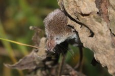 2013_10_26 (23)_Common_Shrew (800x533).jpg