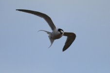 2013_11_02 (28)_Roseate_Tern (800x533).jpg