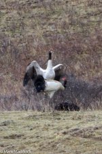 IMG_2013-04-26_9343_02_Black-necked Crane_Barkam to Hongyuan.jpg