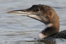 2013_11_13 (4)_Great_Northern_Diver (800x534).jpg