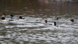 Selly Oak Goosander.jpg