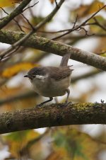 2013_11_16 (5)_Western_Orphean_Warbler (533x800).jpg