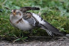 2013_11_16 (25)_Snow_Bunting (800x533).jpg