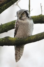 2013_11_30_Hawk_Owl (1) (533x800).jpg