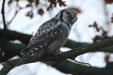 2013_11_30_Hawk_Owl (9) (800x533).jpg