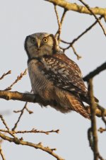 2013_11_30_Hawk_Owl (14) (533x800).jpg